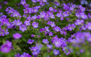 petites fleurs violettes de printemps